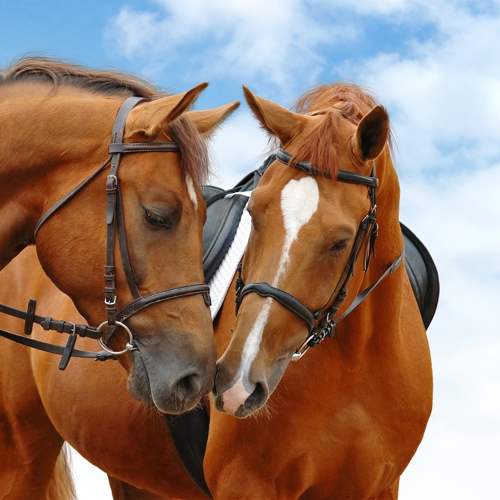 Обои небо, лошади, кони, голубая, неба, the sky, horse, horses, blue, sky разрешение 2560x1440 Загрузить