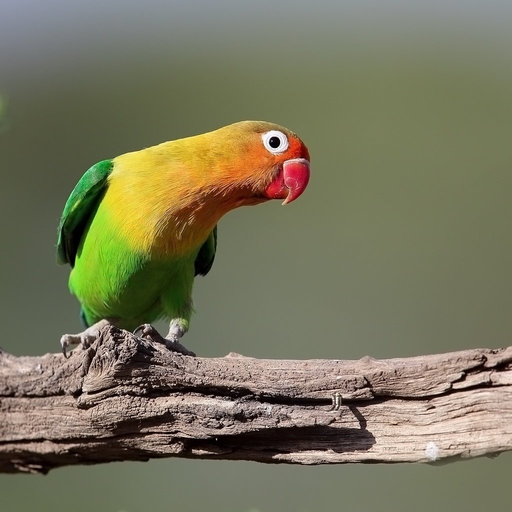 Обои птица, клюв, перья, коряга, попугай, оперение, неразлучник, bird, beak, feathers, snag, parrot, tail, lovebird разрешение 2048x1180 Загрузить