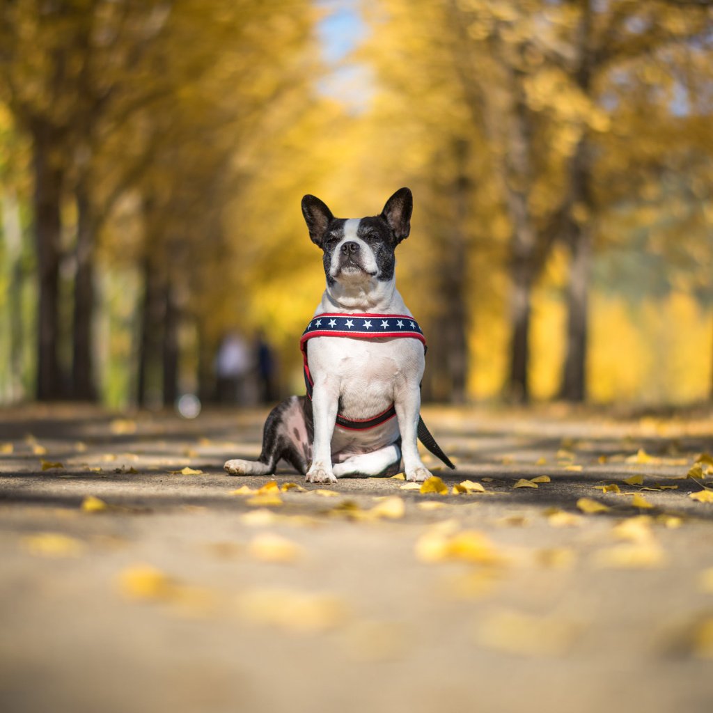 Обои взгляд, осень, собака, друг, бостон-терьер, look, autumn, dog, each, boston terrier разрешение 2048x1367 Загрузить