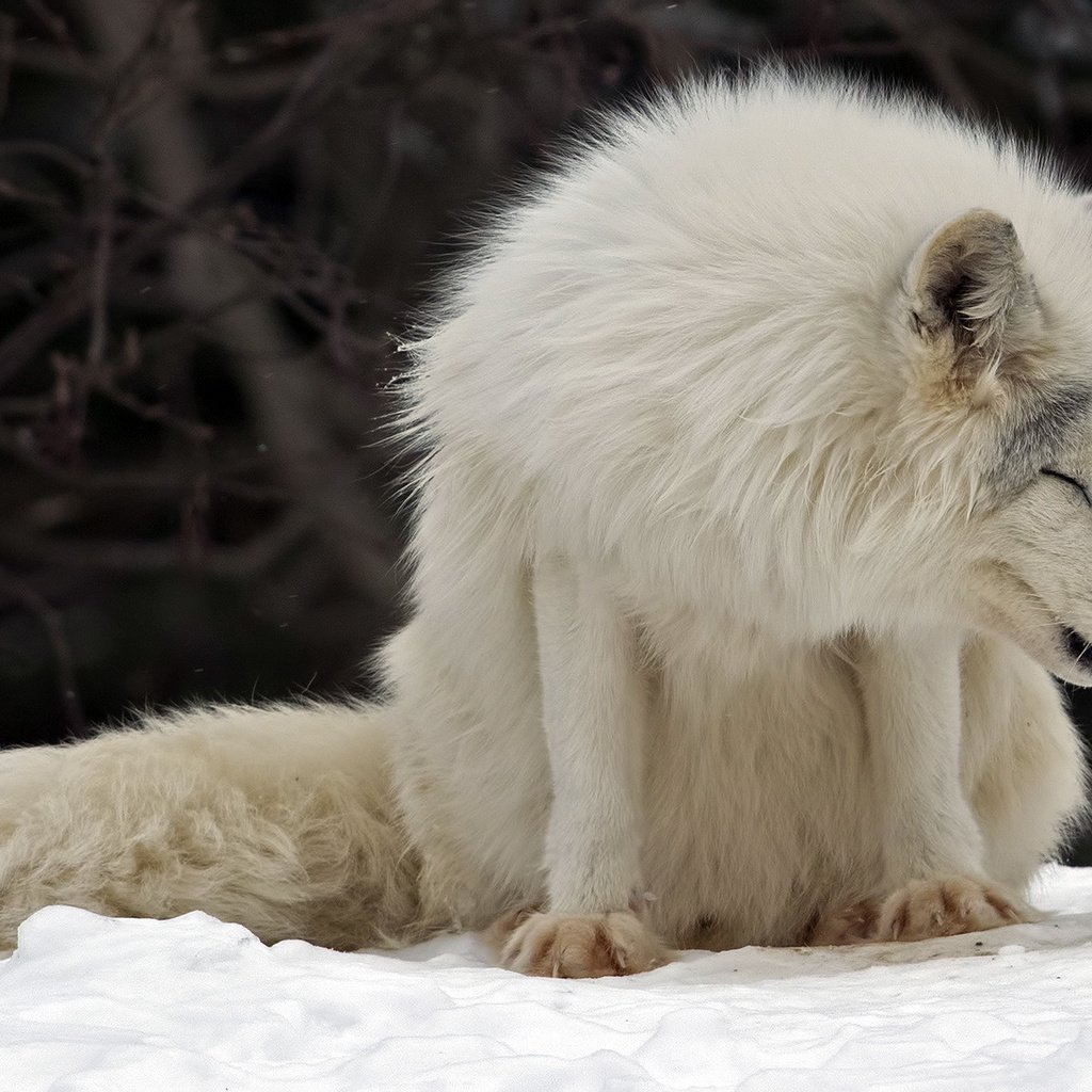 Обои канада, песец, полярная лисица, parc omega, montebello, арктическая лиса, canada, fox, polar fox, arctic fox разрешение 1920x1200 Загрузить