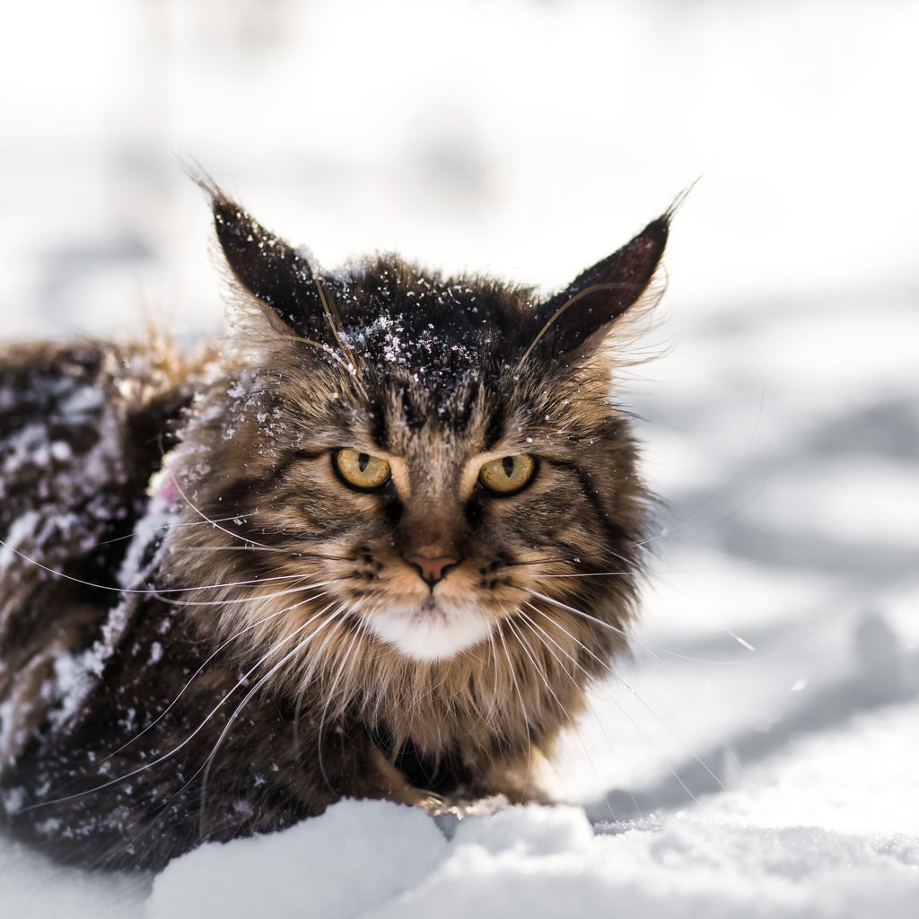 Обои снег, зима, кот, кошка, взгляд, мей-кун, snow, winter, cat, look, mei-kun разрешение 5472x3648 Загрузить