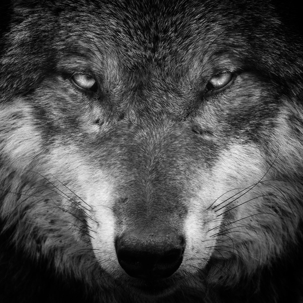 Обои фон, взгляд, чёрно-белое, хищник, волк, iook, background, look, black and white, predator, wolf разрешение 2048x1365 Загрузить