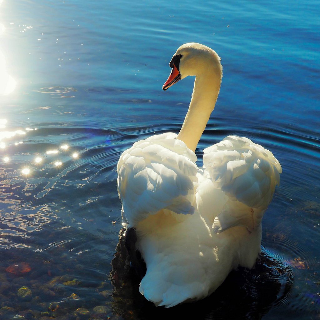 Обои природа, птица, лебедь, nature, bird, swan разрешение 2048x1432 Загрузить