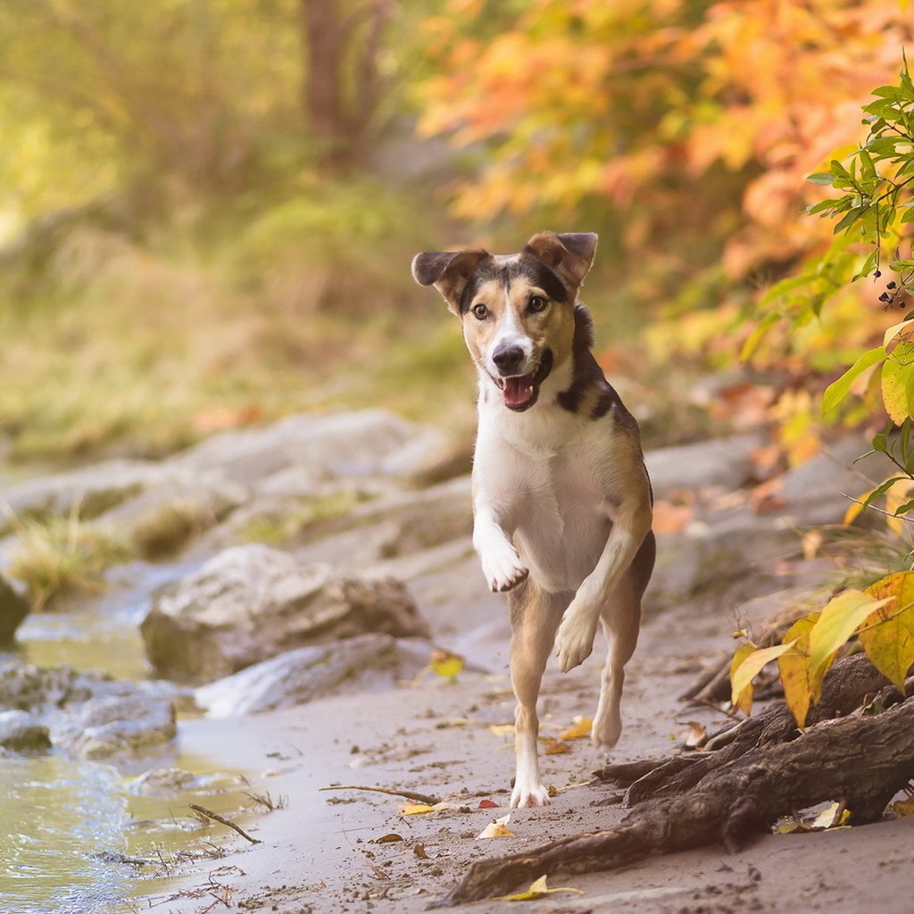 Обои взгляд, осень, собака, друг, look, autumn, dog, each разрешение 1920x1151 Загрузить