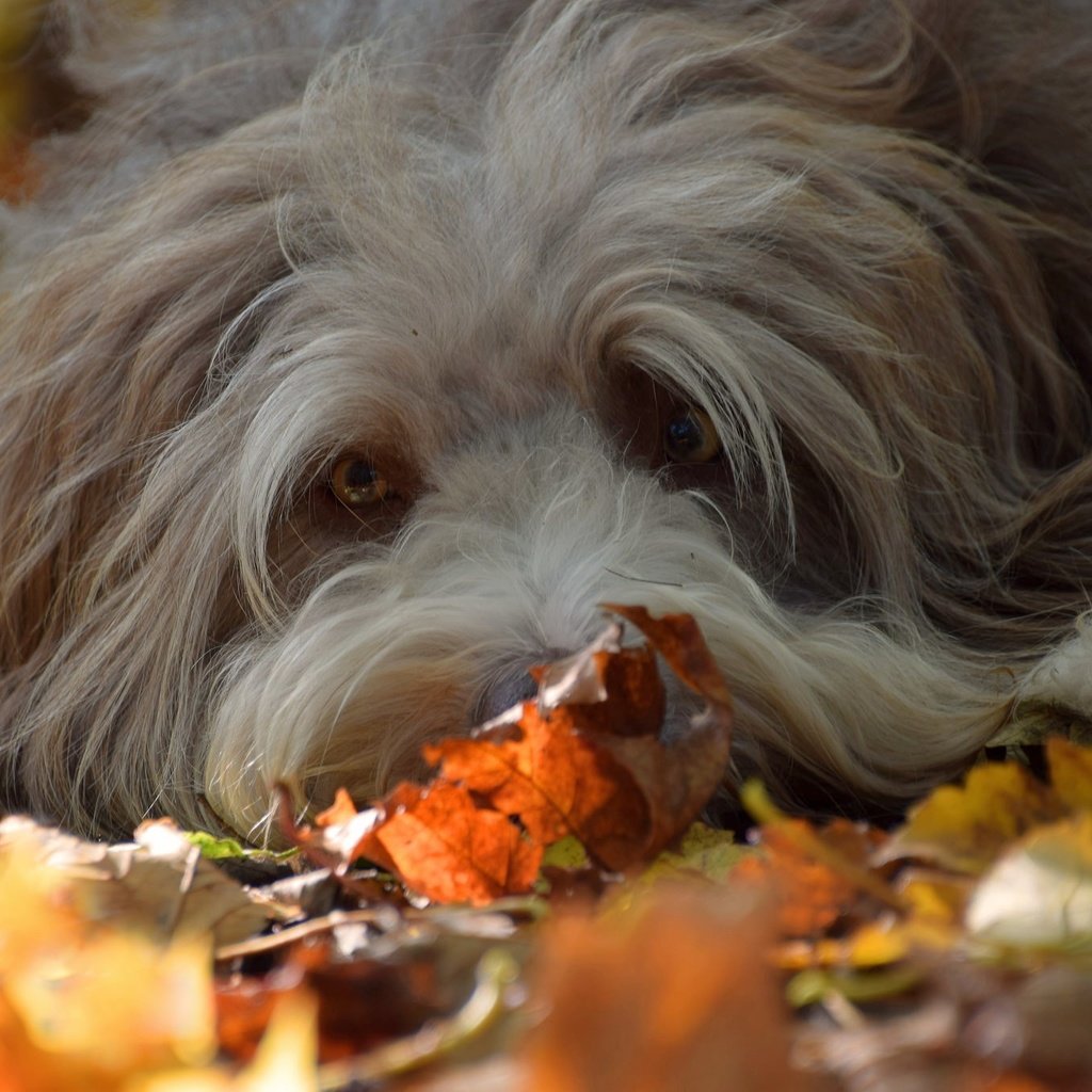 Обои взгляд, осень, собака, друг, look, autumn, dog, each разрешение 2048x1365 Загрузить