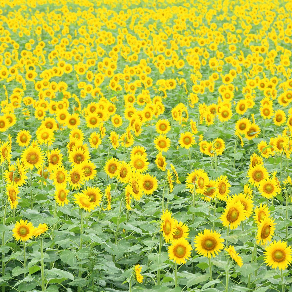 Обои цветы, поле, подсолнухи, flowers, field, sunflowers разрешение 2048x1365 Загрузить