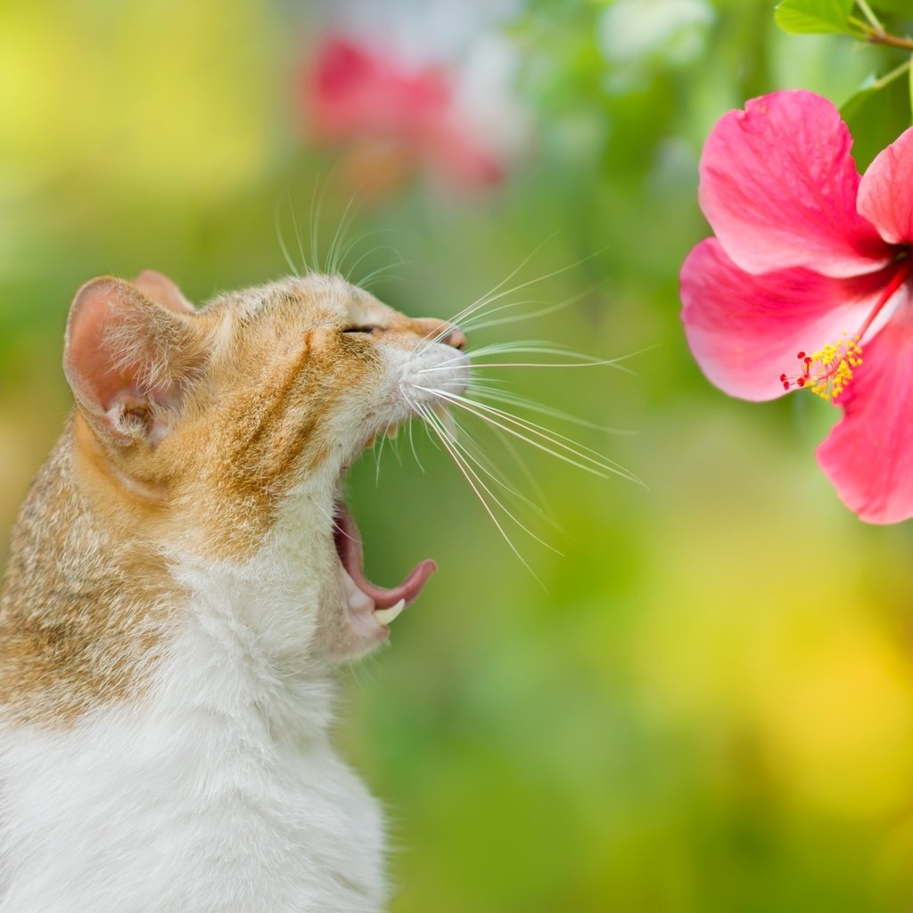 Обои фон, цветок, кот, кошка, зевает, background, flower, cat, yawns разрешение 2048x1365 Загрузить