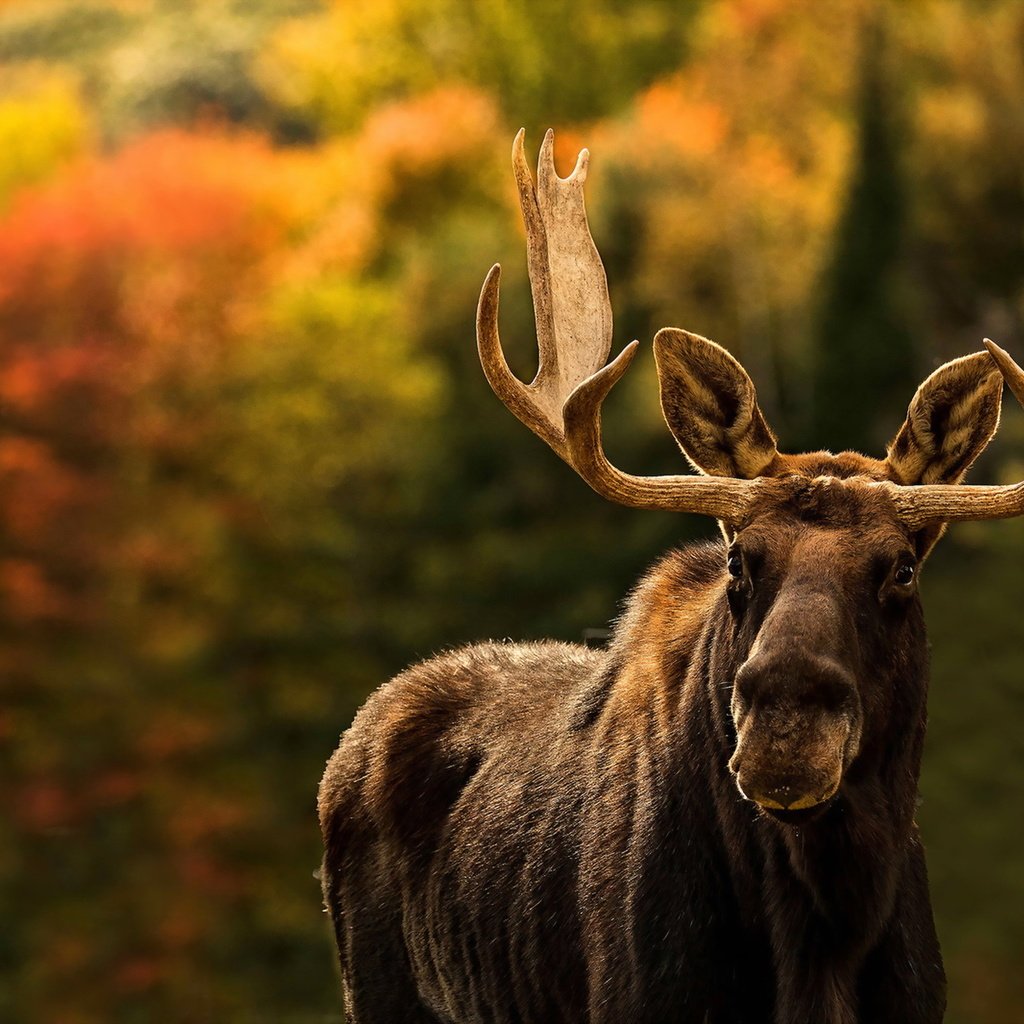 Обои природа, фон, лось, nature, background, moose разрешение 1920x1279 Загрузить