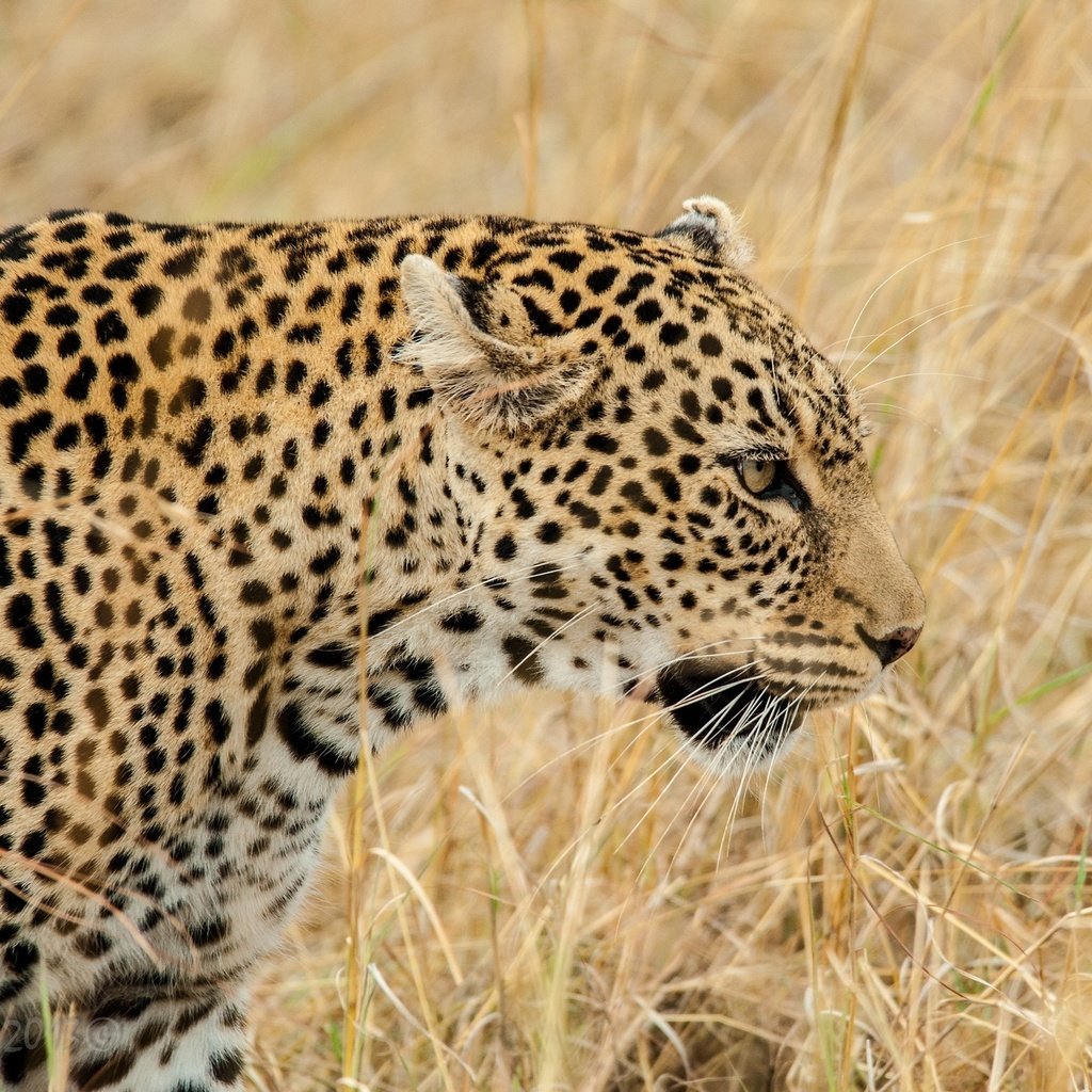 Обои морда, трава, леопард, хищник, профиль, дикая кошка, face, grass, leopard, predator, profile, wild cat разрешение 2048x1491 Загрузить