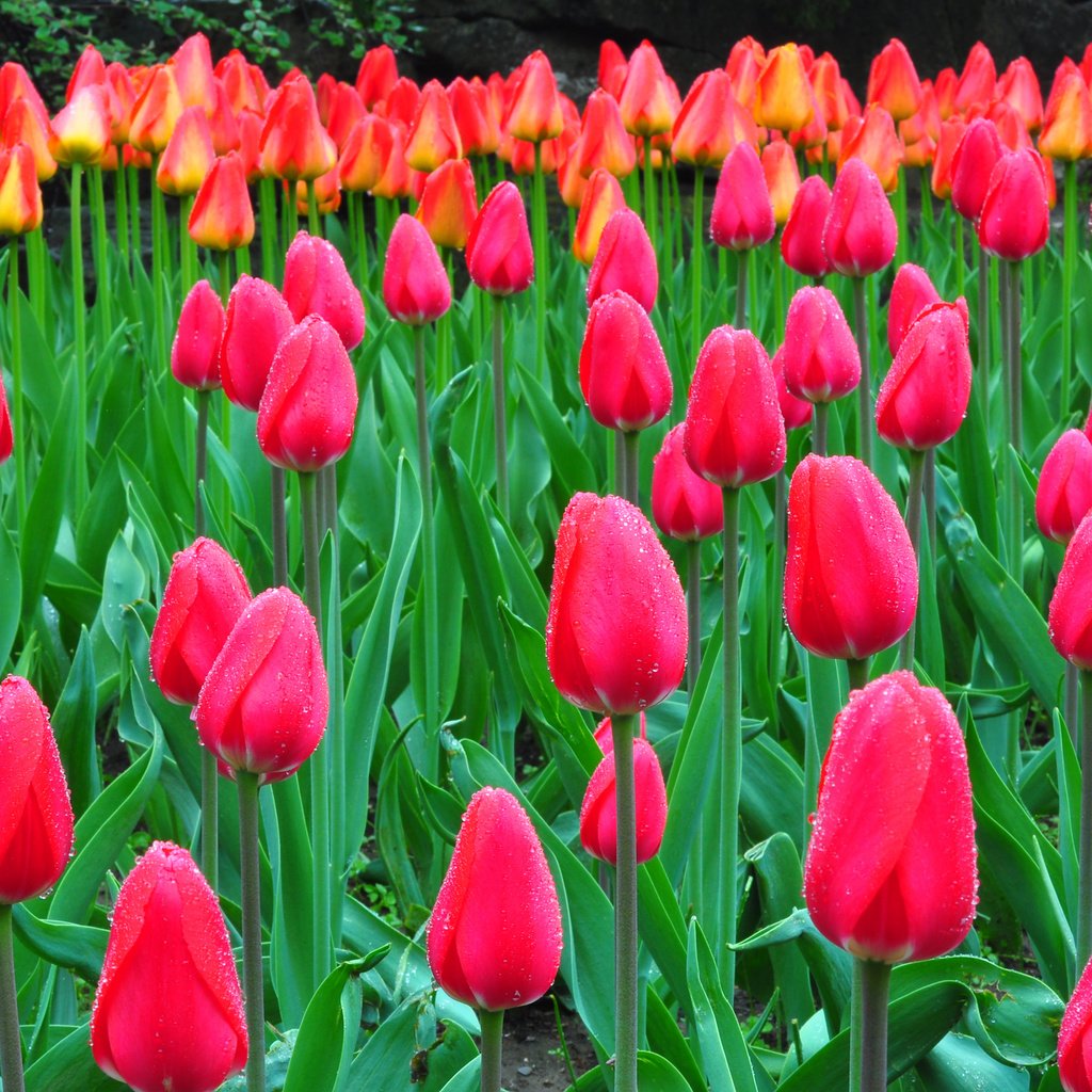 Обои природа, роса, капли, тюльпаны, клумба, плантация, nature, rosa, drops, tulips, flowerbed, plantation разрешение 2048x1360 Загрузить