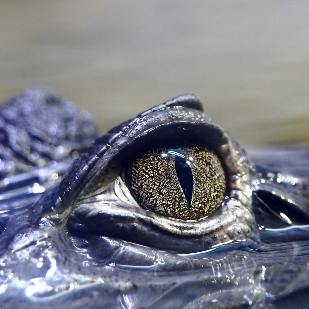 Обои глаза, вода, крокодил, рептилия, глазок, пресмыкающееся, аллигатор, eyes, water, crocodile, reptile, eye, alligator разрешение 2560x1600 Загрузить