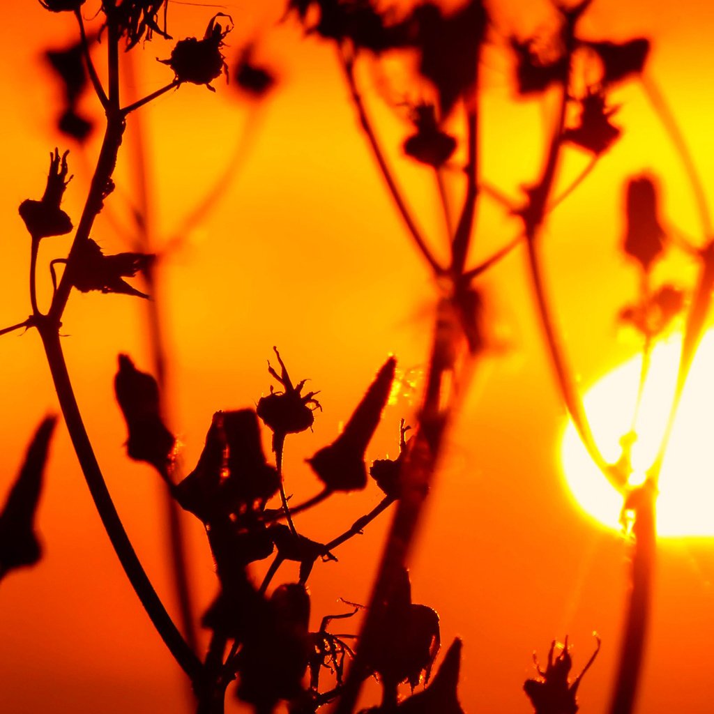 Обои трава, солнце, природа, закат, растение, стебель, сорняк, grass, the sun, nature, sunset, plant, stem, weed разрешение 1920x1200 Загрузить