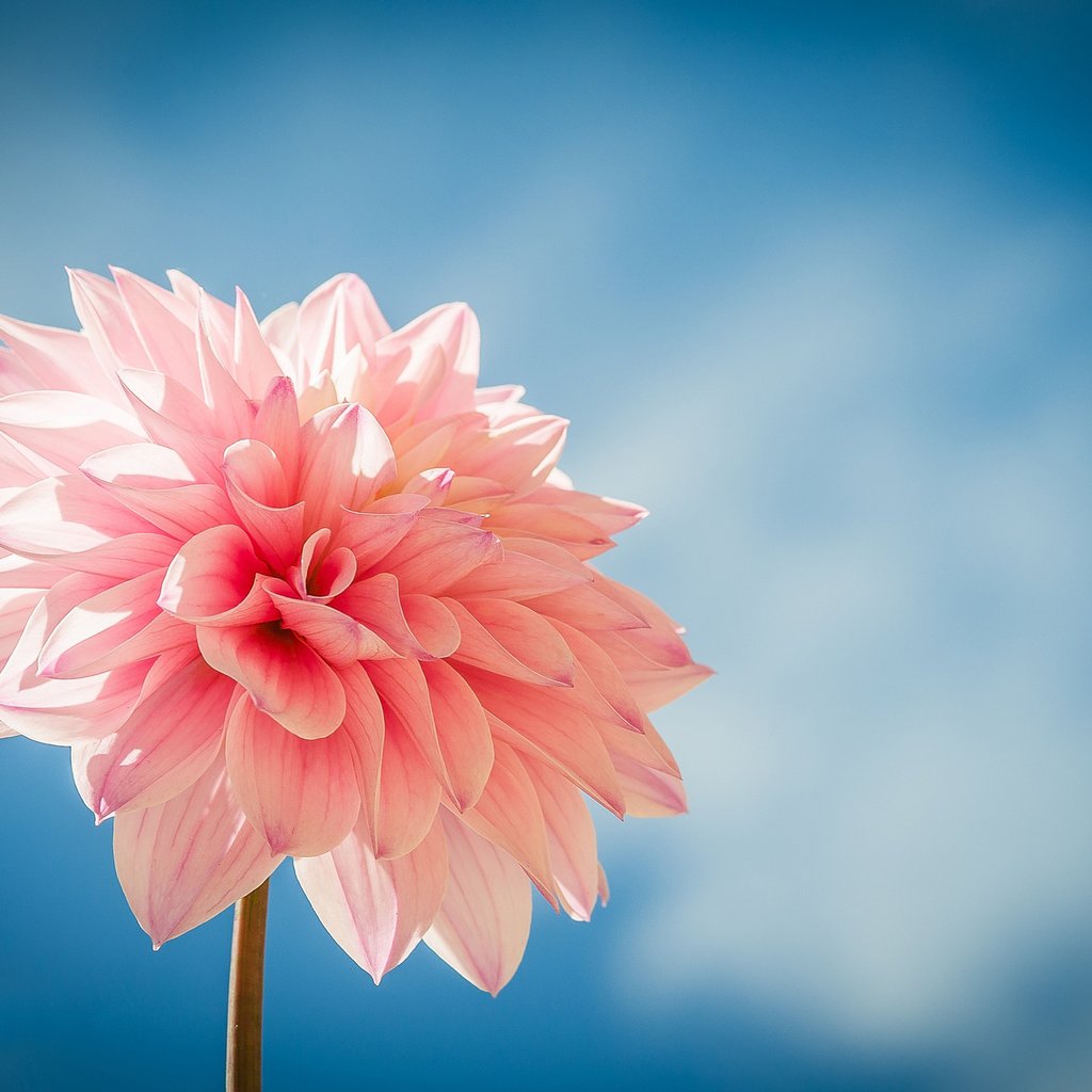 Обои цветок, лепестки, розовый, голубой фон, георгин, flower, petals, pink, blue background, dahlia разрешение 2048x1348 Загрузить