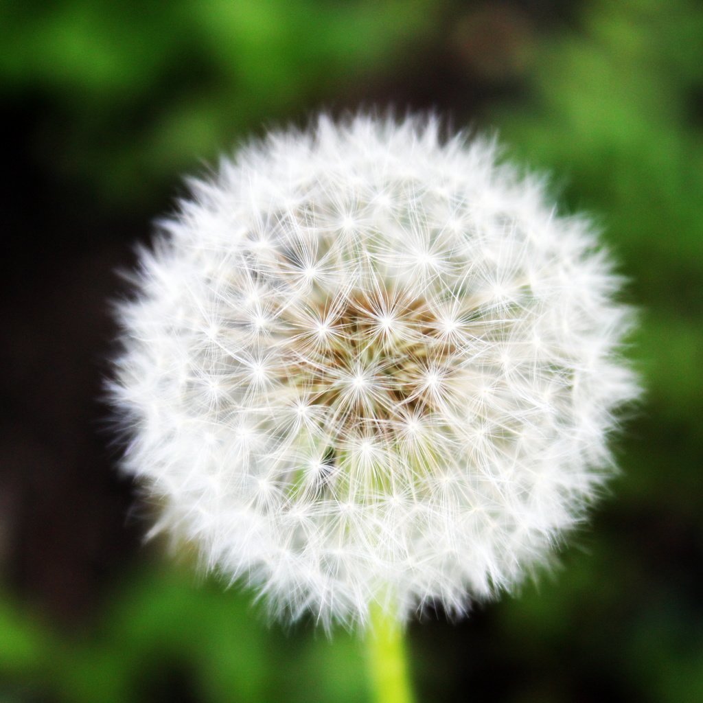 Обои трава, зелень, макро, лето, одуванчик, grass, greens, macro, summer, dandelion разрешение 5184x3456 Загрузить