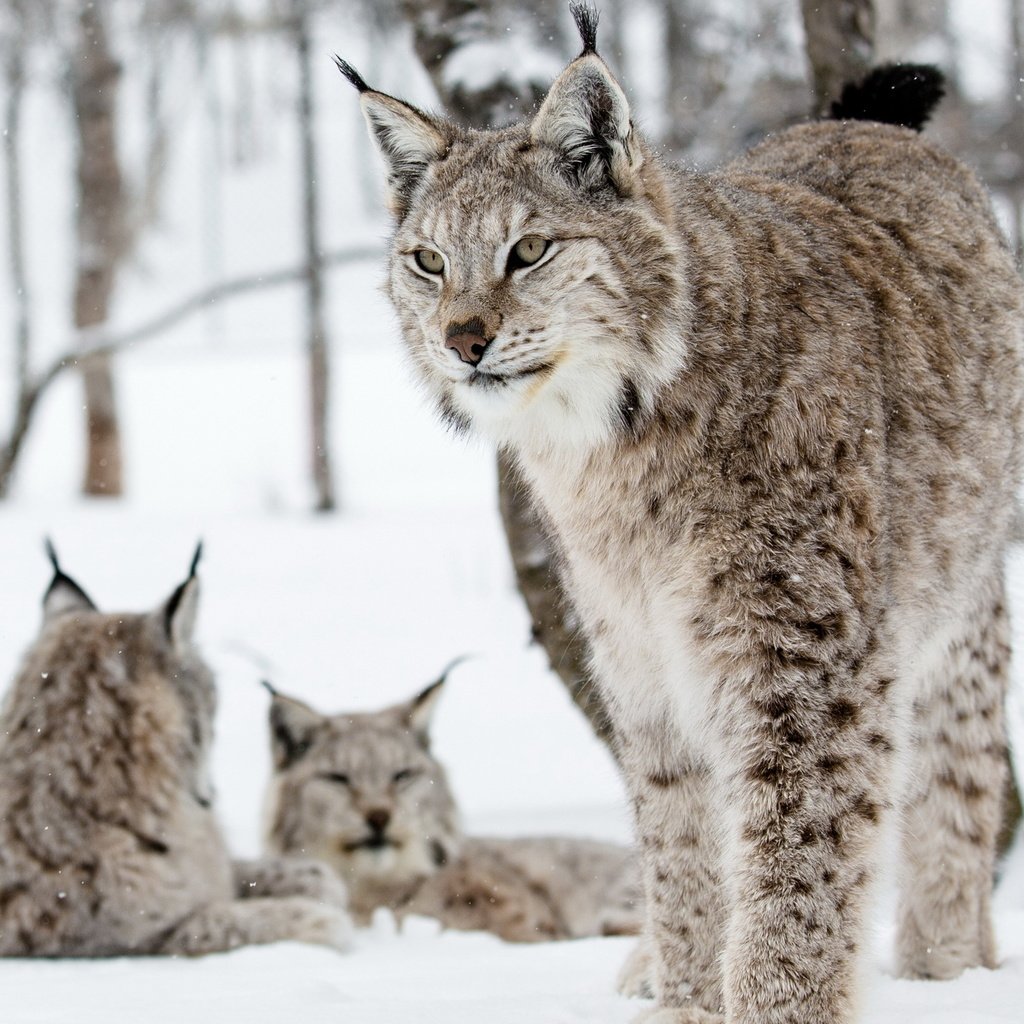 Обои природа, фон, рыси, nature, background, lynx разрешение 2560x1600 Загрузить