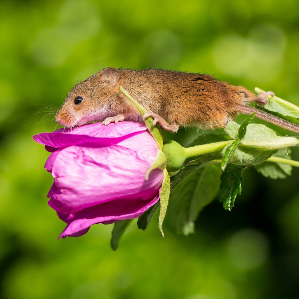 Обои цветок, мышка, harvest mouse, мышь-малютка, flower, mouse, the mouse is tiny разрешение 2048x1394 Загрузить