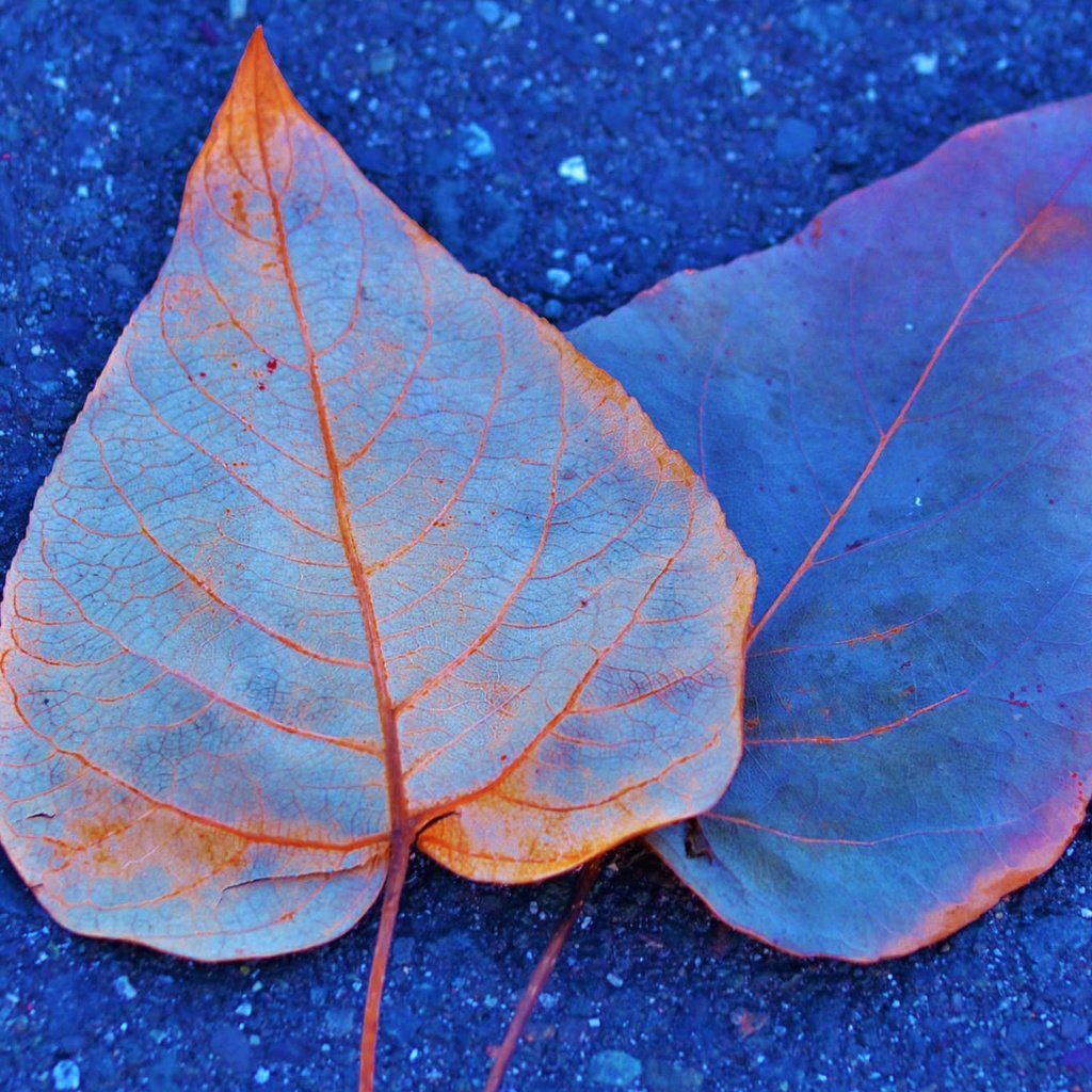 Обои листья, краски, осень, асфальт, leaves, paint, autumn, asphalt разрешение 2048x1319 Загрузить