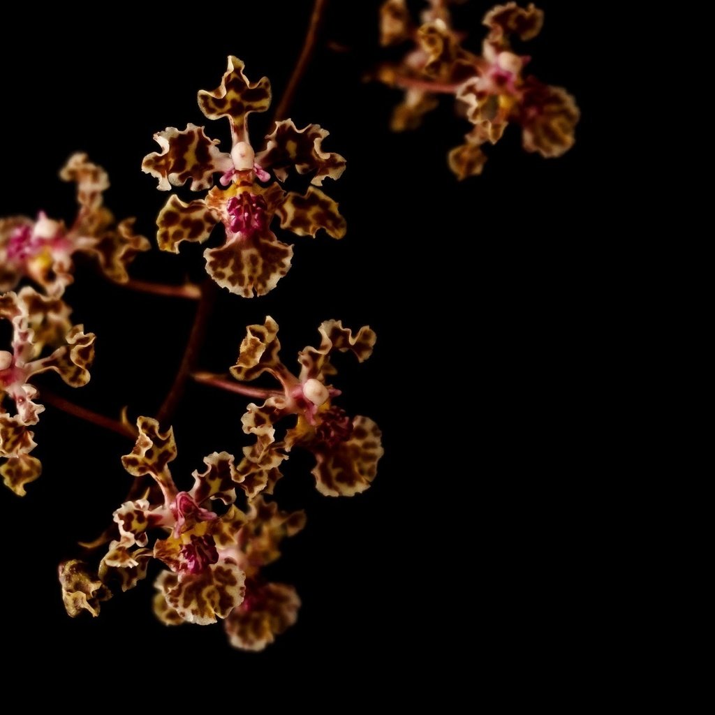 Обои ветка, макро, темный фон, орхидеи, пестрый, branch, macro, the dark background, orchids, motley разрешение 2048x1360 Загрузить