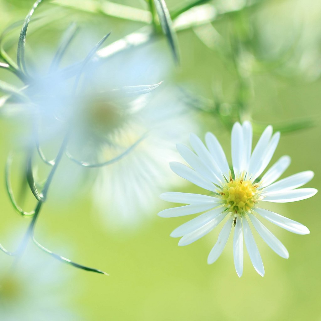 Обои цветок, лепестки, луг, растение, flower, petals, meadow, plant разрешение 2048x1365 Загрузить