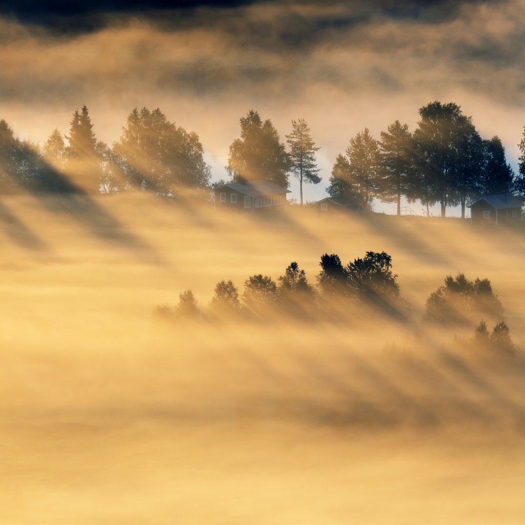 Обои деревья, лес, утро, туман, поле, trees, forest, morning, fog, field разрешение 5079x2857 Загрузить