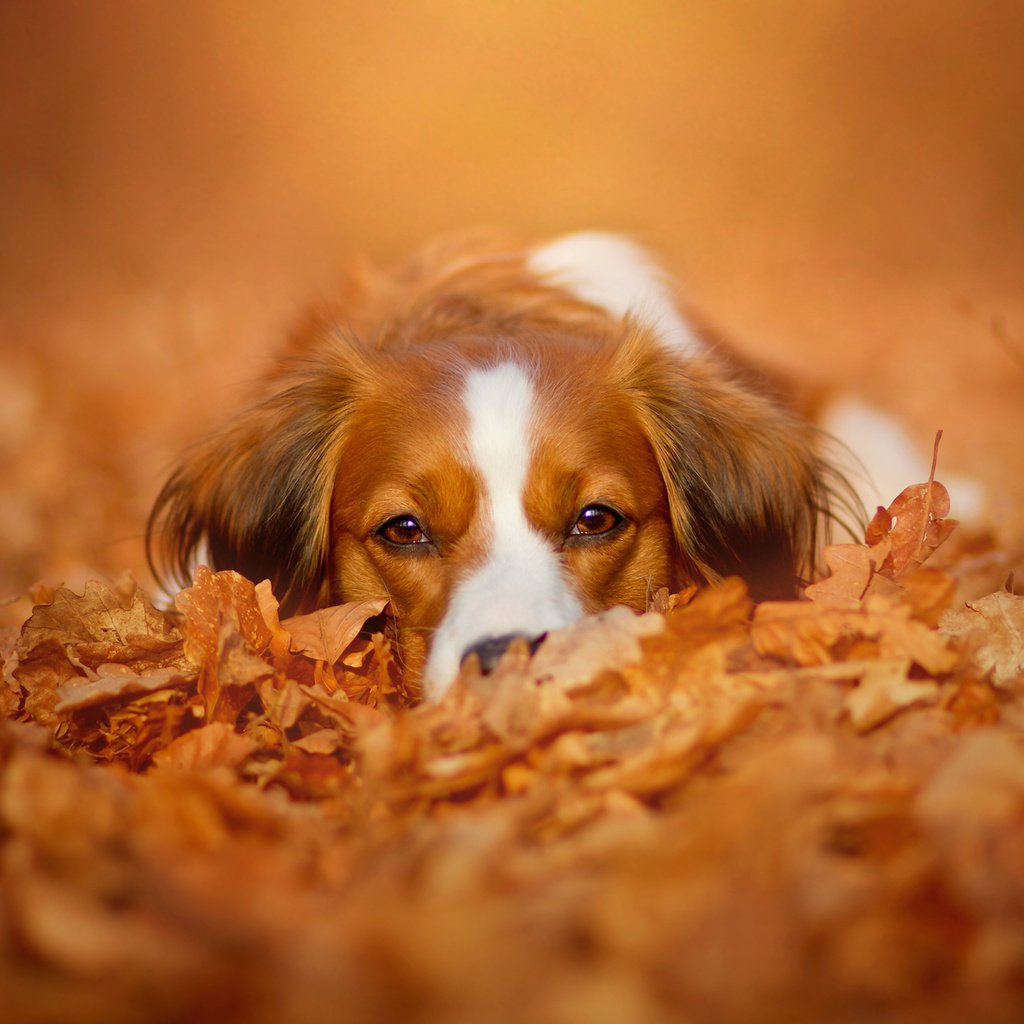 Обои морда, природа, листья, взгляд, осень, собака, коикерхондье, face, nature, leaves, look, autumn, dog, kooikerhondje разрешение 2048x1365 Загрузить