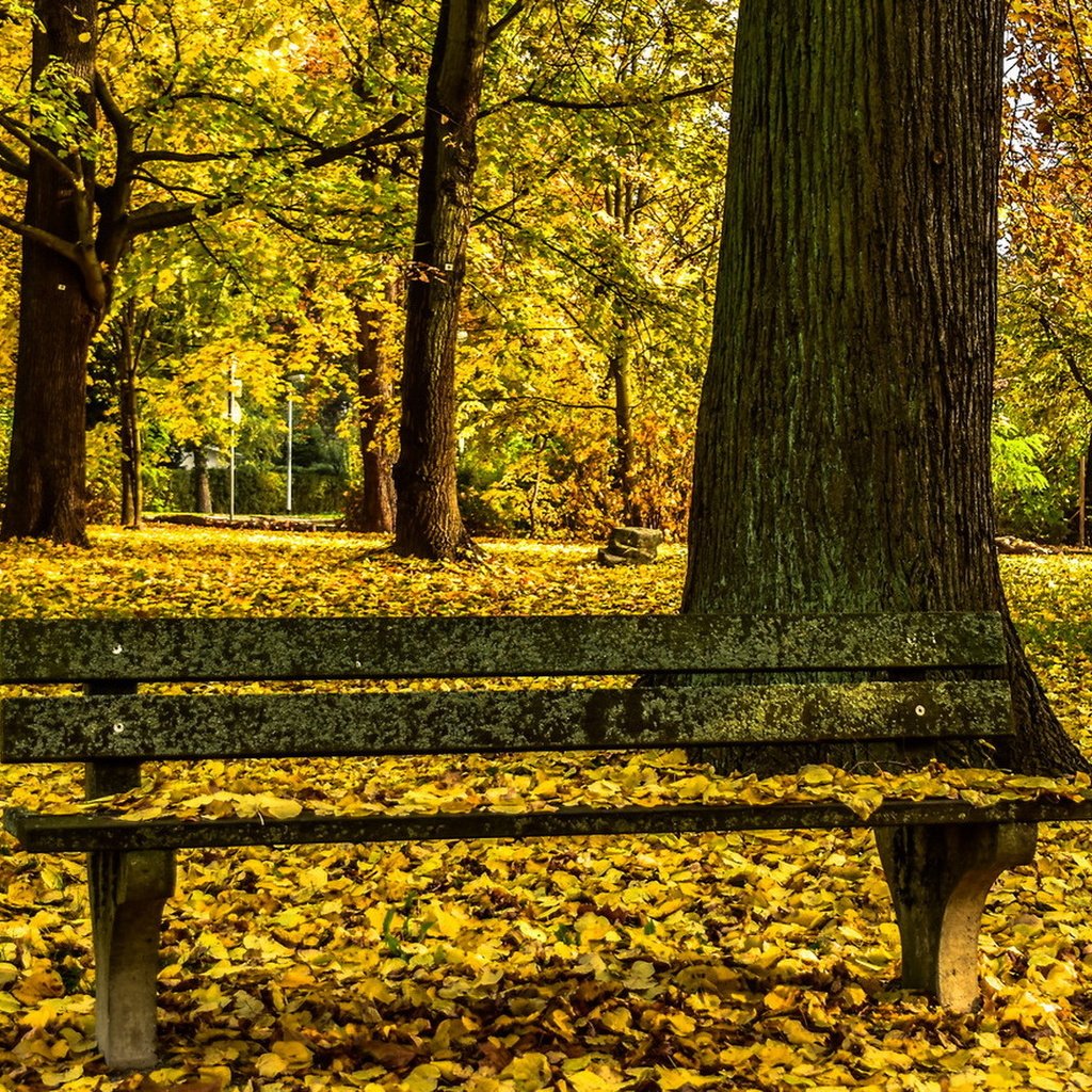 Обои парк, осень, скамья, park, autumn, bench разрешение 1920x1080 Загрузить