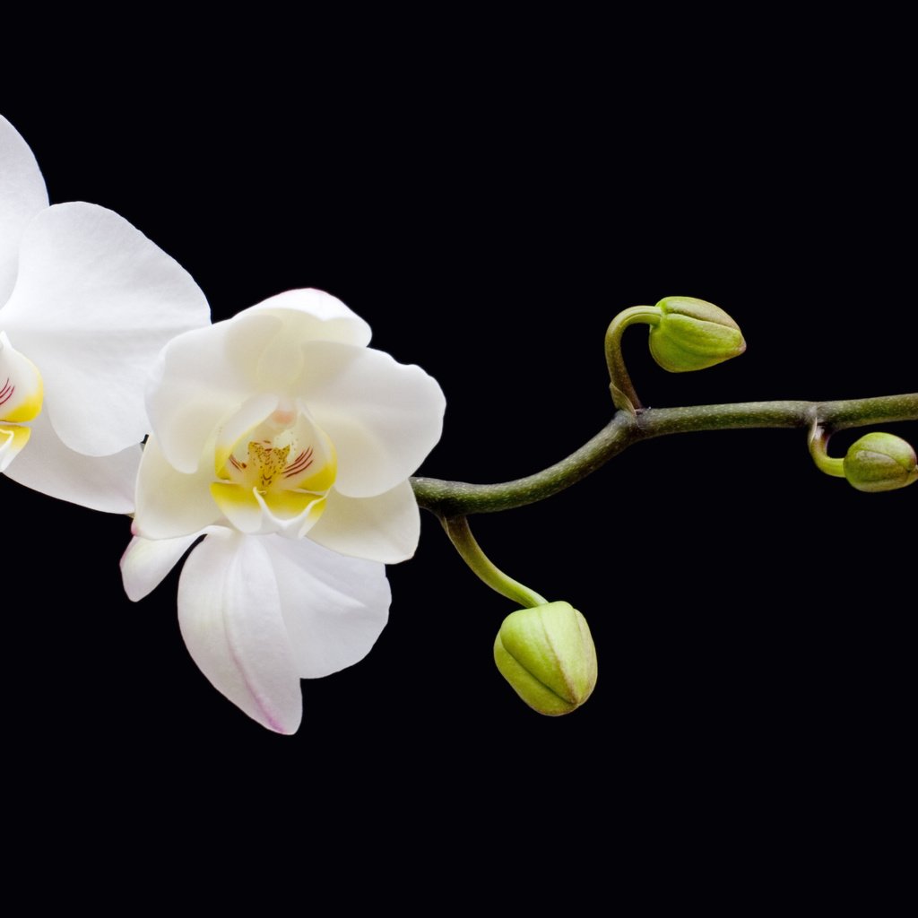 Обои цветы, ветка, бутоны, черный фон, орхидея, flowers, branch, buds, black background, orchid разрешение 6562x3842 Загрузить