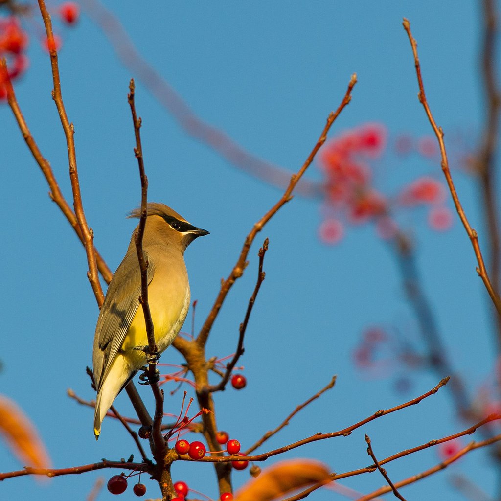 Обои небо, ветка, птица, ягоды, свиристель, the sky, branch, bird, berries, the waxwing разрешение 2048x1362 Загрузить