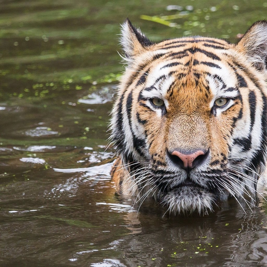 Обои тигр, морда, водоем, хищник, купание, дикая кошка, tiger, face, pond, predator, bathing, wild cat разрешение 2048x1365 Загрузить