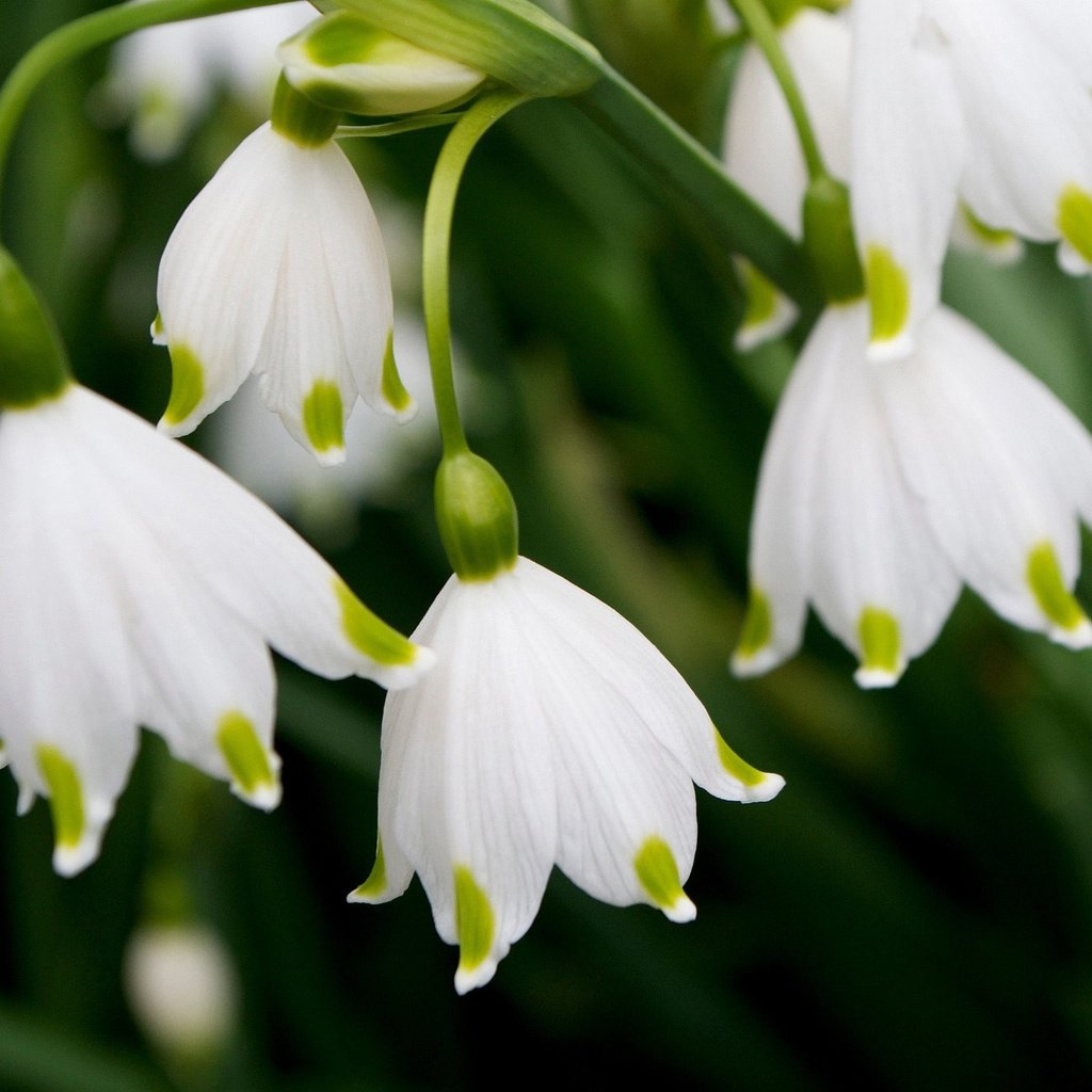 Обои лепестки, весна, белые, подснежники, petals, spring, white, snowdrops разрешение 2048x1365 Загрузить