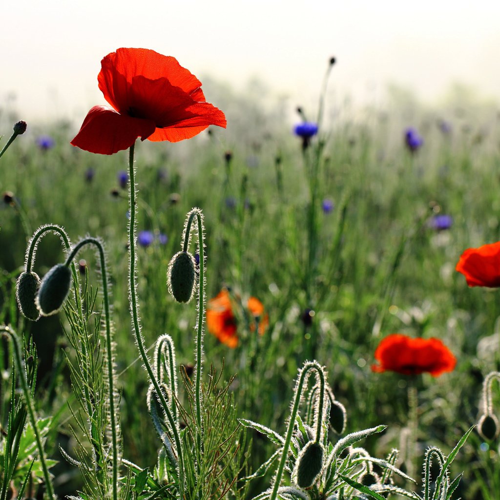 Обои цветы, бутоны, утро, лепестки, маки, весна, стебли, васильки, flowers, buds, morning, petals, maki, spring, stems, cornflowers разрешение 2048x1386 Загрузить