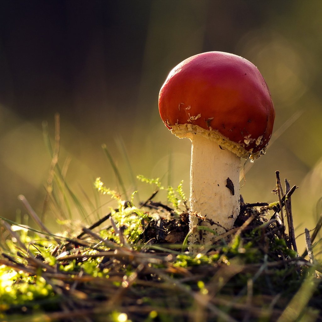 Обои природа, осень, гриб, nature, autumn, mushroom разрешение 1920x1279 Загрузить