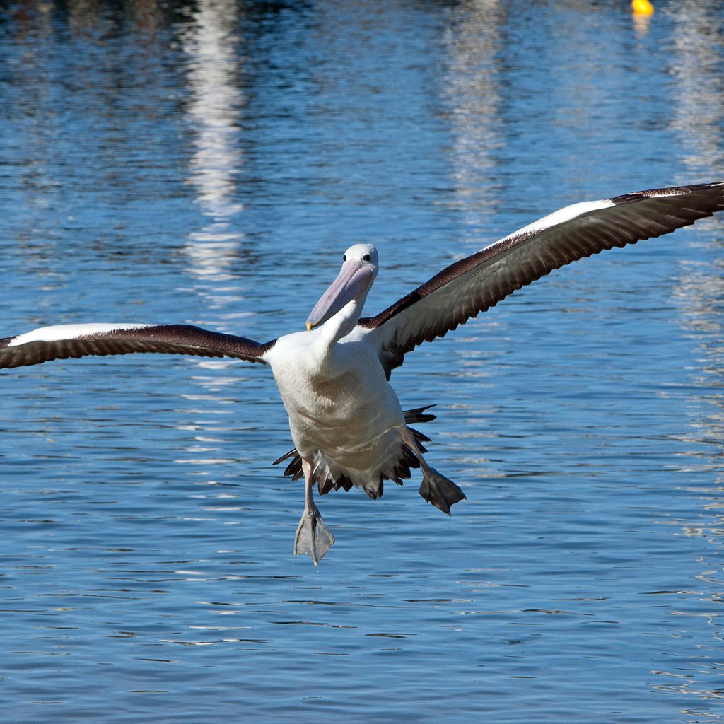 Обои вода, крылья, птица, пеликан, water, wings, bird, pelican разрешение 2048x1287 Загрузить