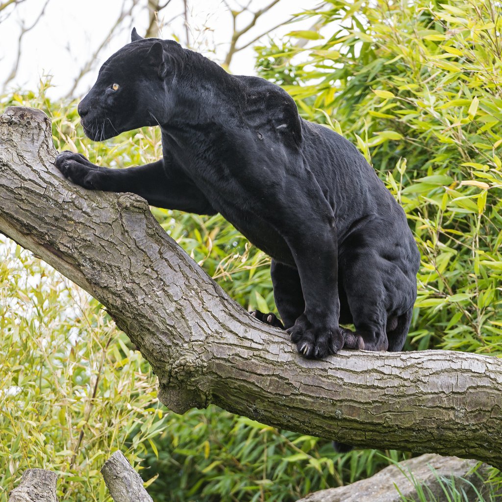 Обои дерево, кошка, черный, ягуар, пантера, ©tambako the jaguar, tree, cat, black, jaguar, panther разрешение 2048x1365 Загрузить