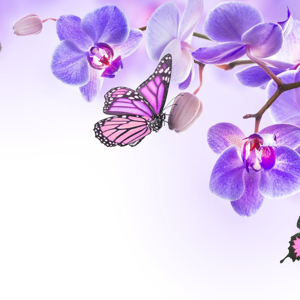 Фиолетовый фон с цветами