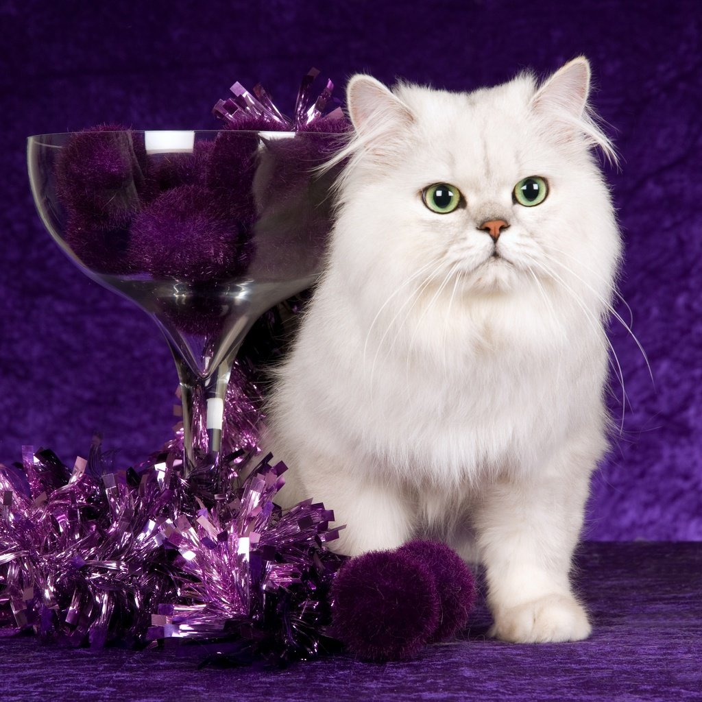 Обои новый год, мишура, кот, кошка, фиолетовый, шарики, стекло, рождество, белая, чаша, bowl, new year, tinsel, cat, purple, balls, glass, christmas, white разрешение 2880x1920 Загрузить