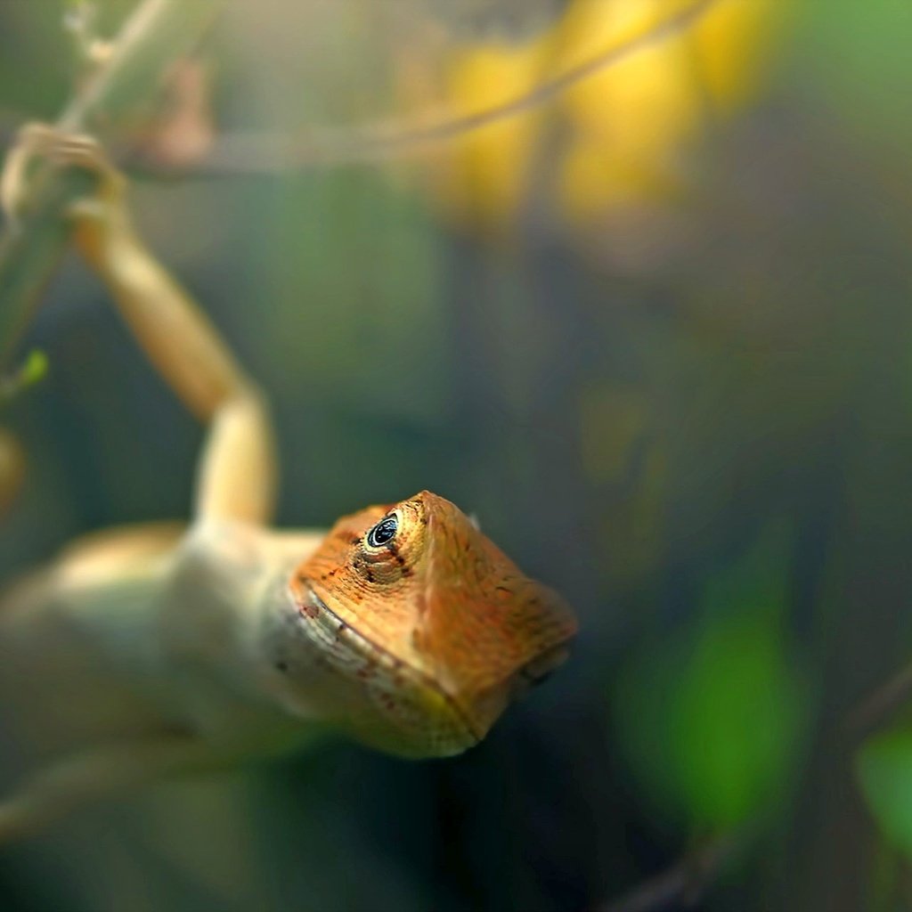 Обои природа, ящерица, животное, на природе, garden lizard, nature, lizard, animal разрешение 1920x1280 Загрузить