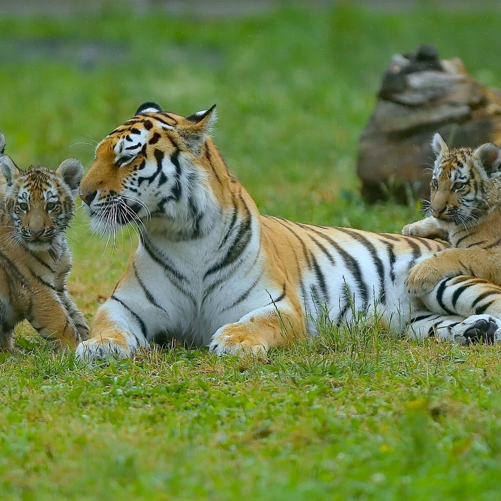 Обои тигр, котята, тигрята, детеныши, материнство, тигрица, tiger, kittens, the cubs, cubs, motherhood, tigress разрешение 2170x1080 Загрузить