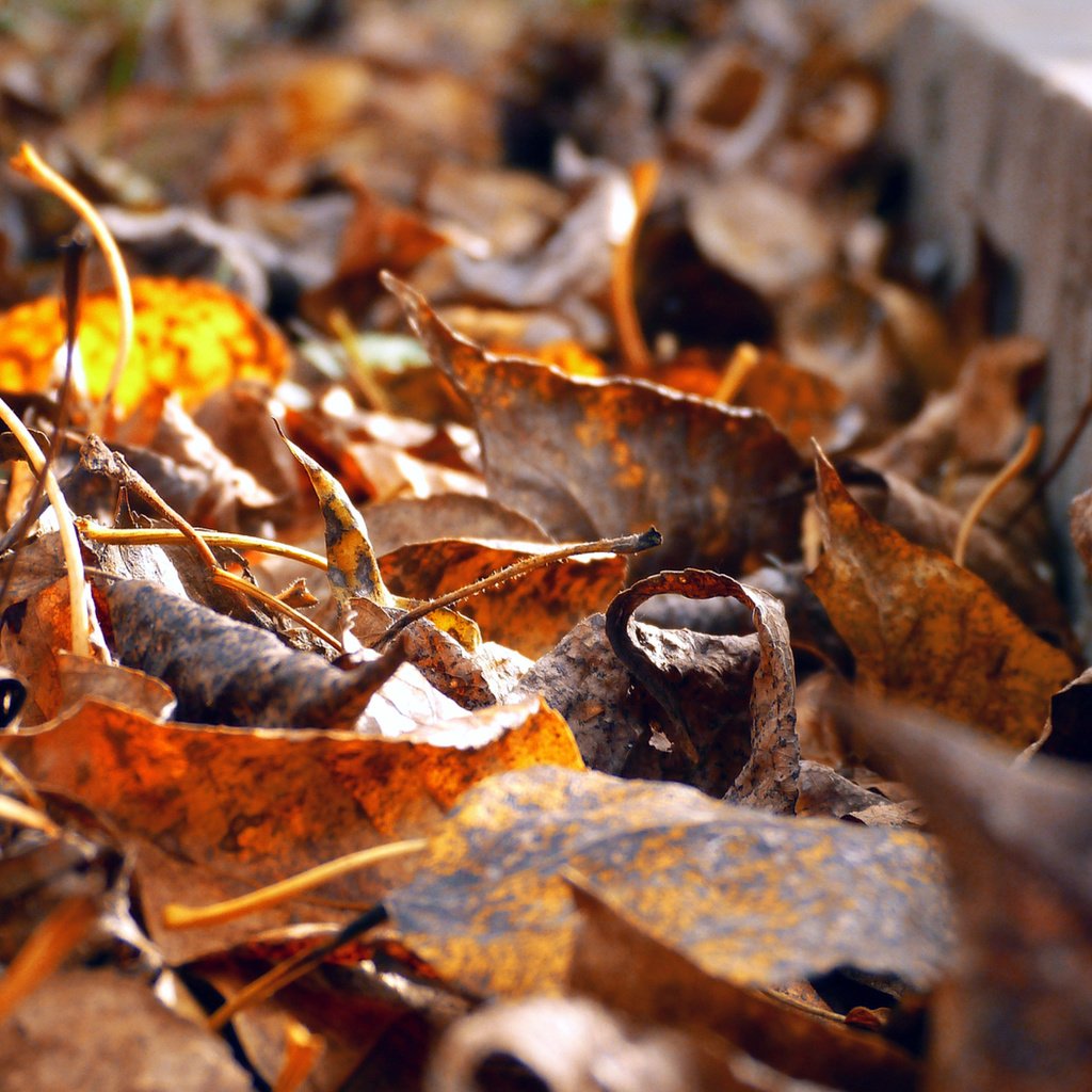 Обои листья, листва, осень, желтые, бордюр, обочина, leaves, foliage, autumn, yellow, border, roadside разрешение 4320x2700 Загрузить