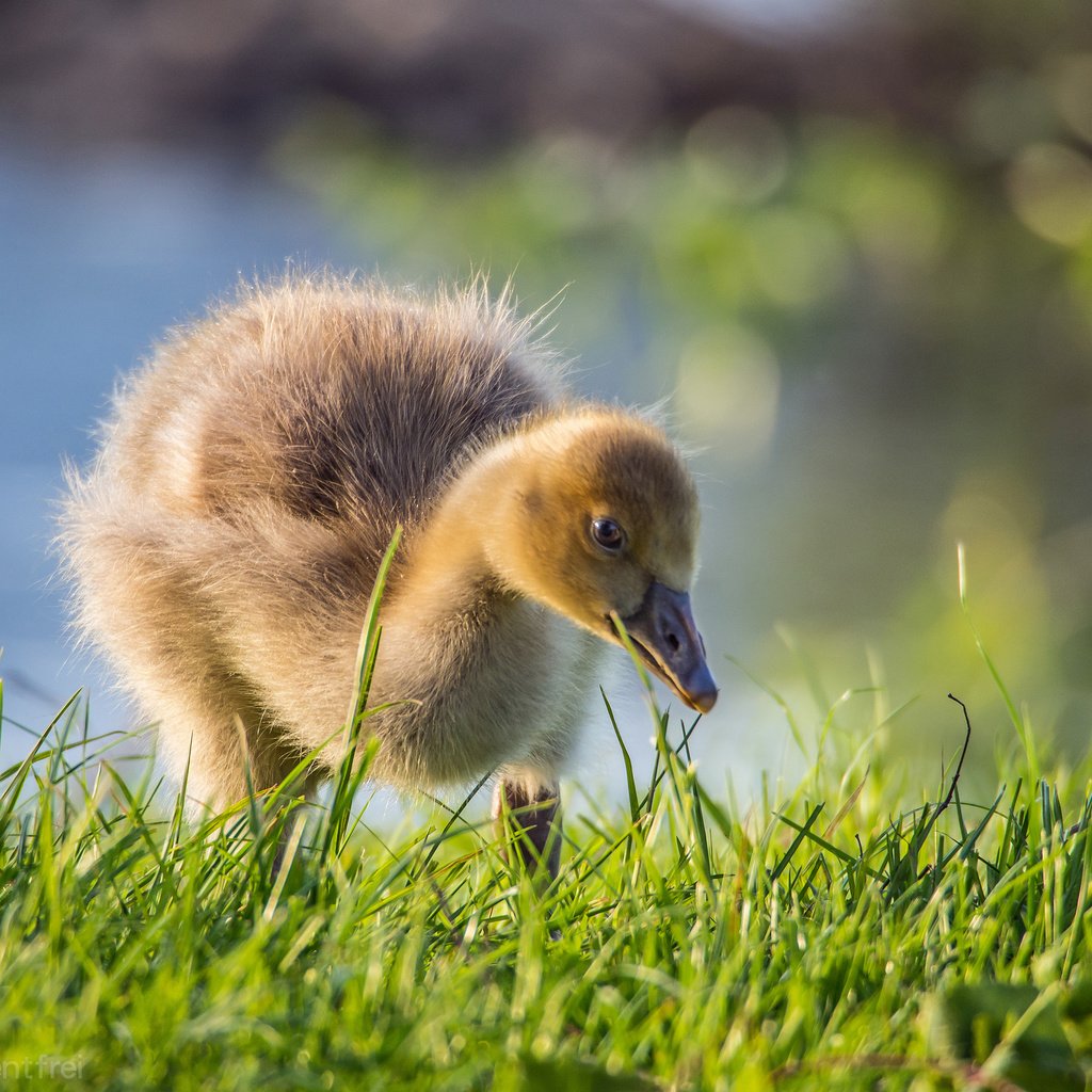 Обои птенец, природа, птица, утка, утенок, chick, nature, bird, duck разрешение 2048x1536 Загрузить