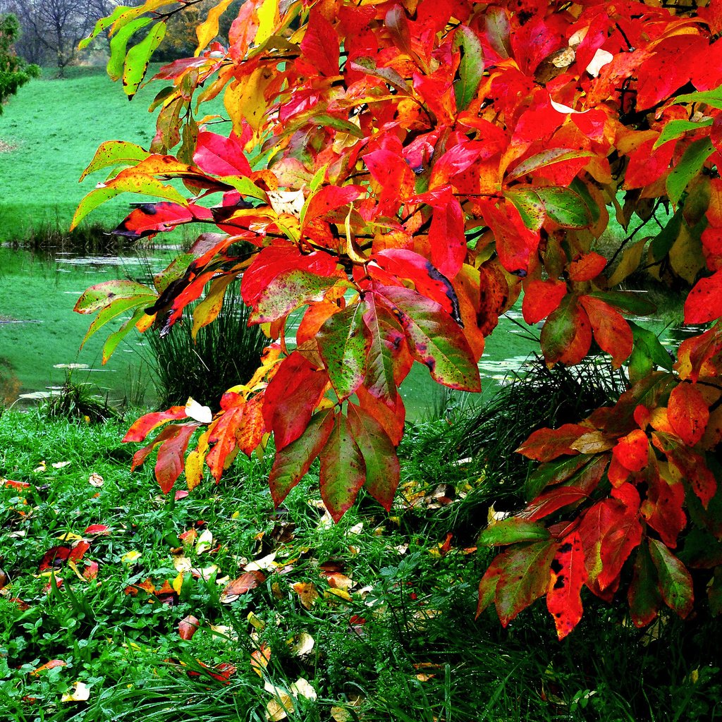 Обои трава, листья, осень, пруд, куст, grass, leaves, autumn, pond, bush разрешение 2048x1371 Загрузить