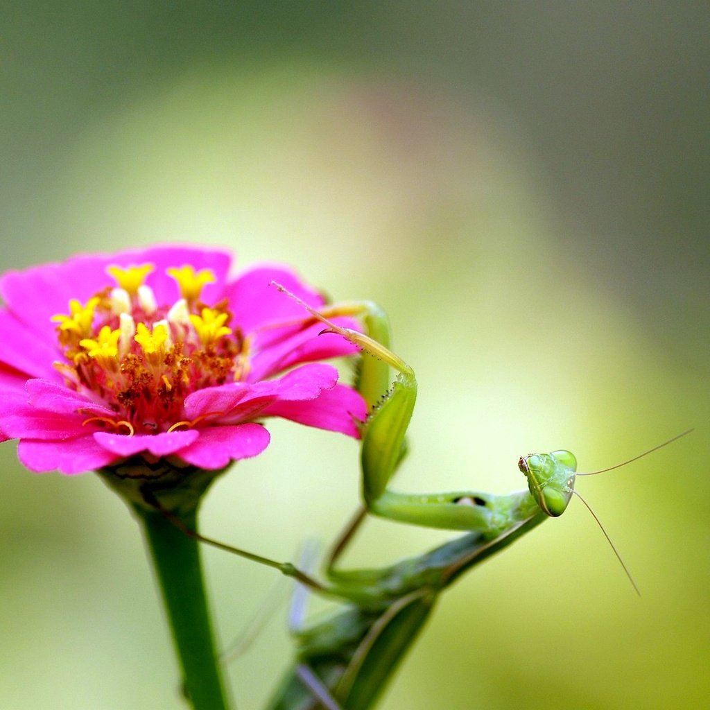 Обои насекомое, цветок, богомол, insect, flower, mantis разрешение 1920x1440 Загрузить