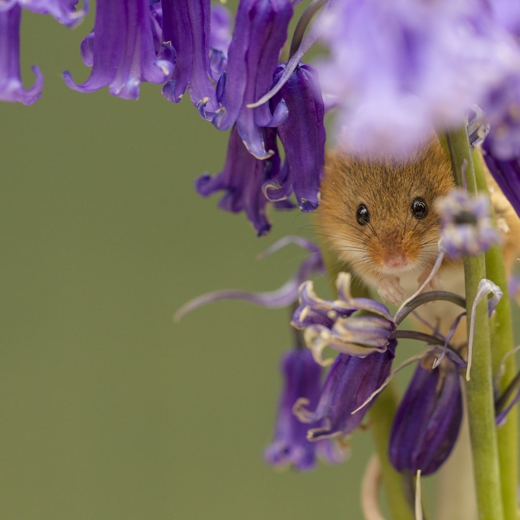 Обои цветы, макро, колокольчики, мышка, harvest mouse, мышь-малютка, flowers, macro, bells, mouse, the mouse is tiny разрешение 2048x1307 Загрузить