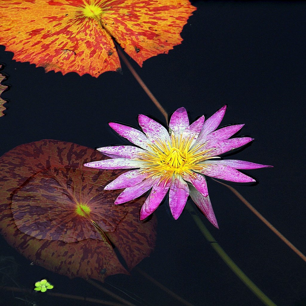 Обои цветок, флора, водяная лилия, водная лилия, flower, flora, water lily разрешение 2880x2127 Загрузить