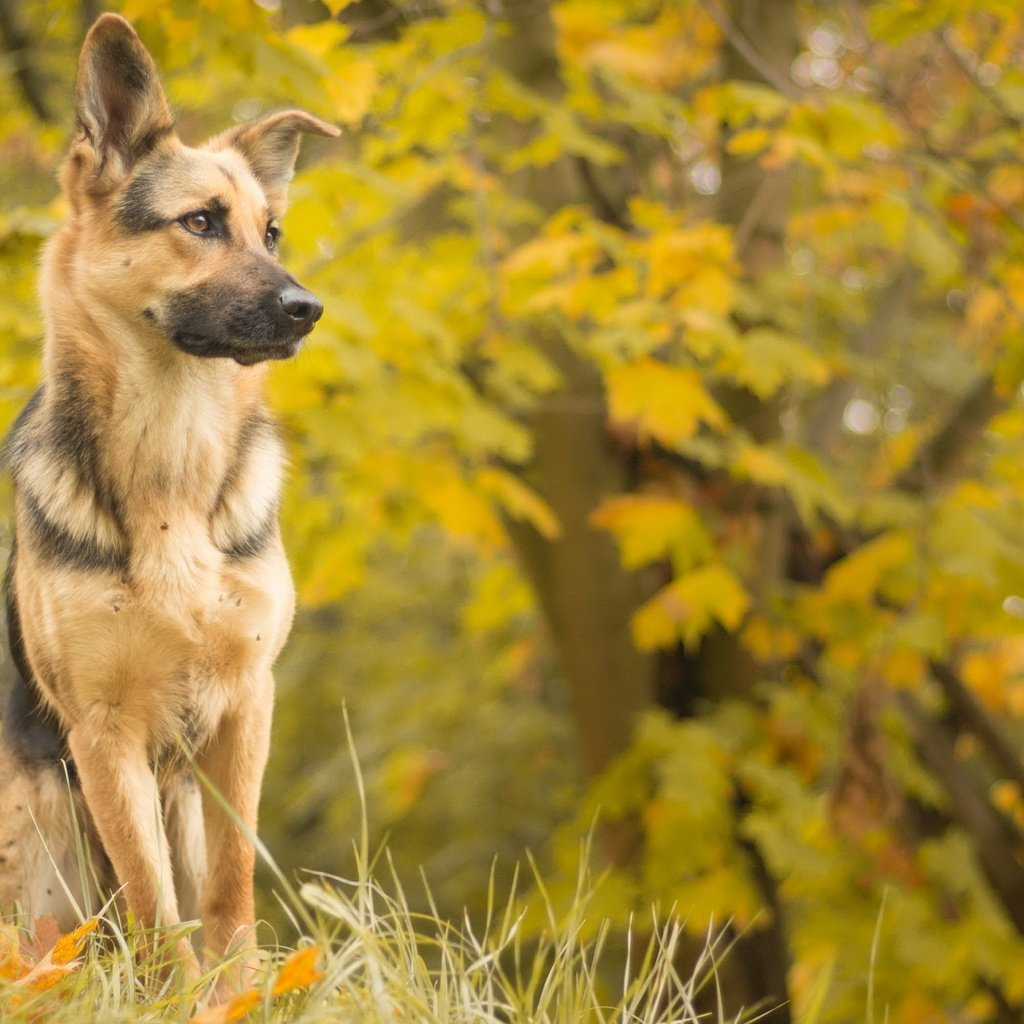 Обои взгляд, осень, собака, друг, овчарка, look, autumn, dog, each, shepherd разрешение 2560x1707 Загрузить