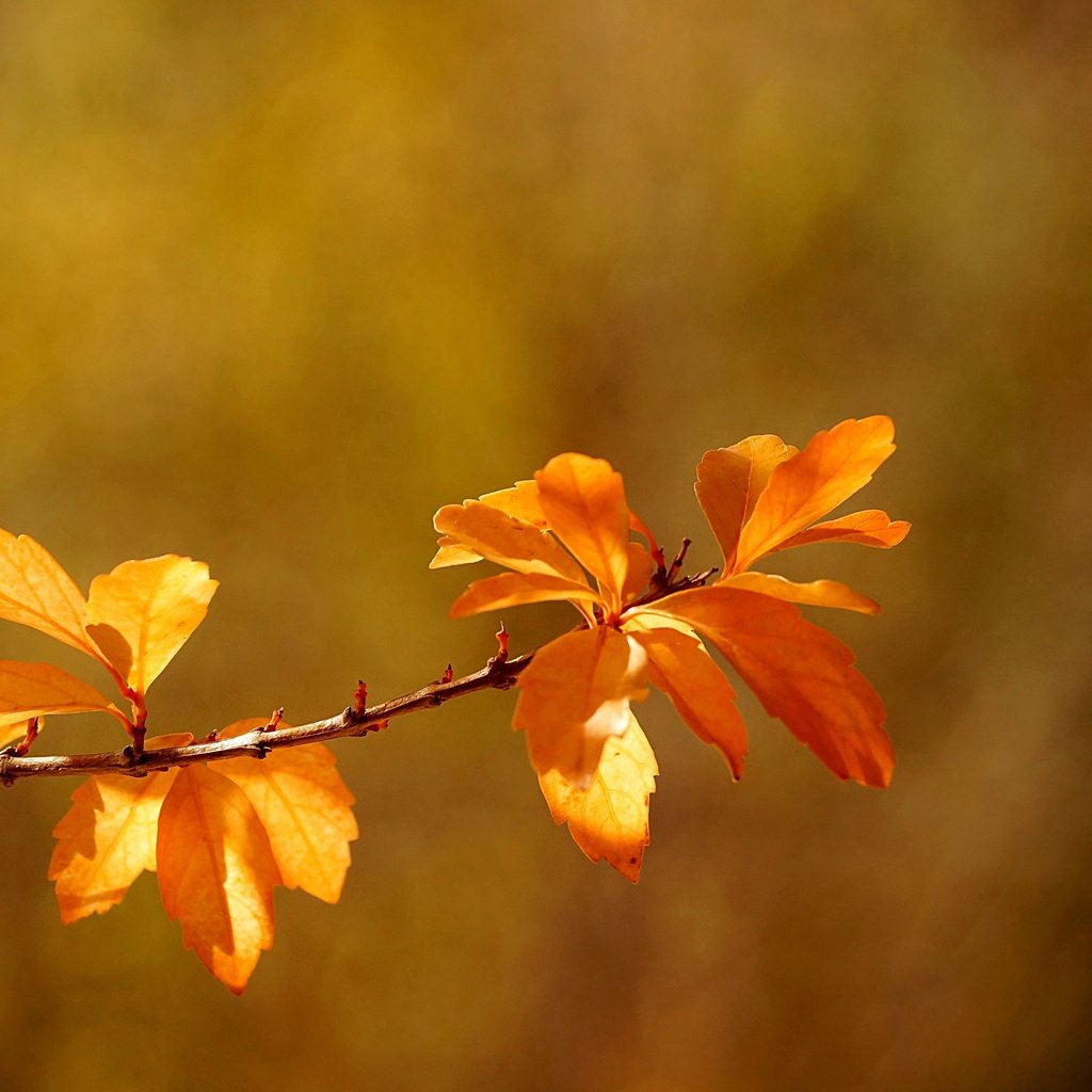 Обои ветка, листья, макро, осень, боке, branch, leaves, macro, autumn, bokeh разрешение 2880x1914 Загрузить