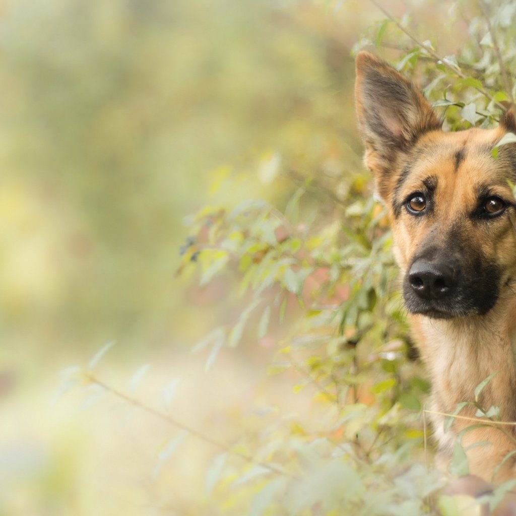 Обои взгляд, собака, друг, немецкая овчарка, овчарка, look, dog, each, german shepherd, shepherd разрешение 2560x1556 Загрузить