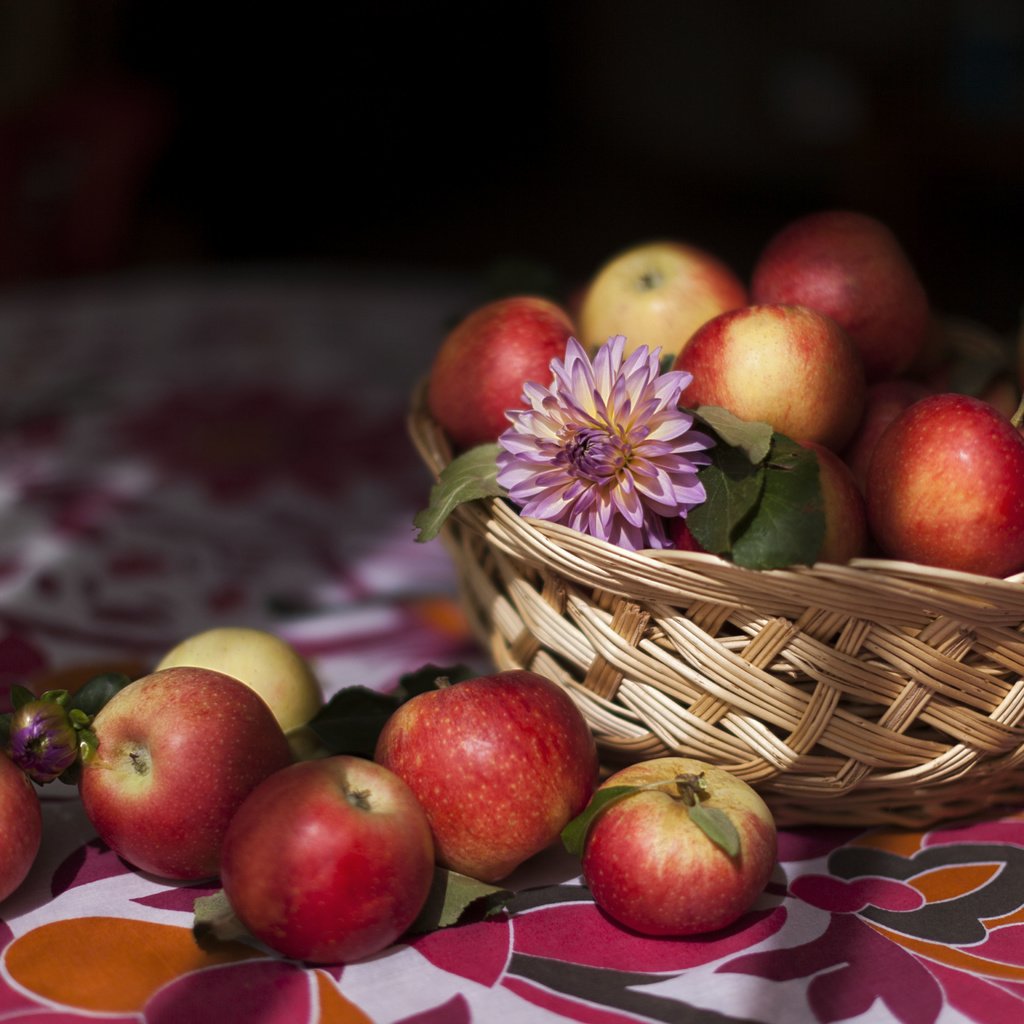 Обои еда, фрукты, яблоки, food, fruit, apples разрешение 5616x3744 Загрузить