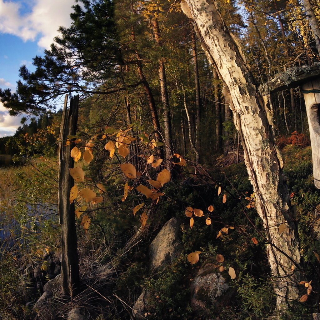 Обои деревья, озеро, осень, скворечник, trees, lake, autumn, birdhouse разрешение 1920x1146 Загрузить