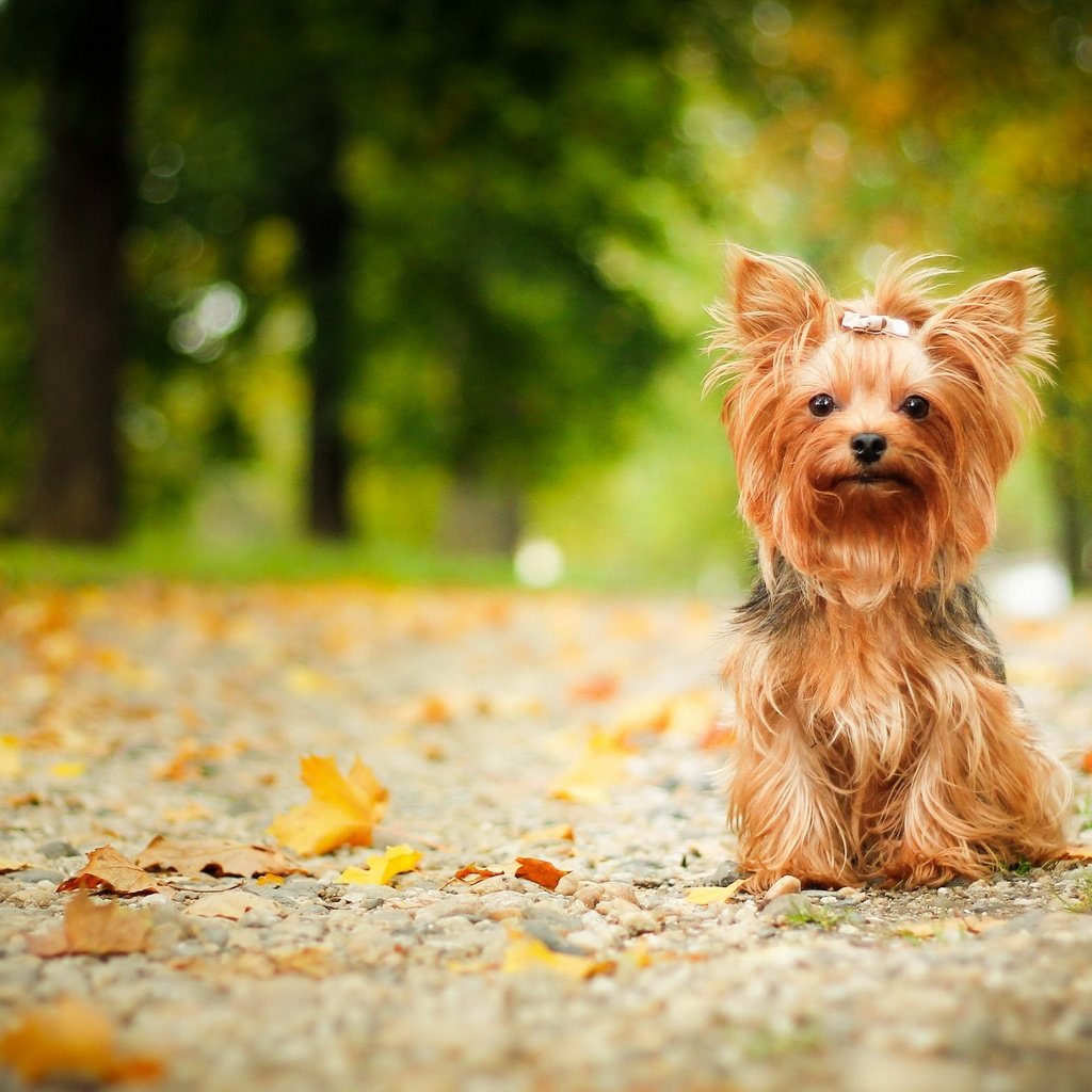 Обои взгляд, осень, собака, друг, йорк, йоркширский терьер, look, autumn, dog, each, york, yorkshire terrier разрешение 2880x1750 Загрузить